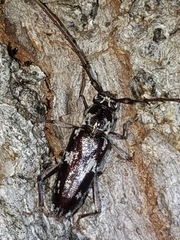 Elaphidion irroratum