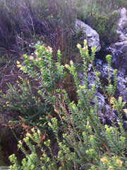 Penaea cneorum ruscifolia