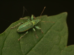 Phyllobius arborator