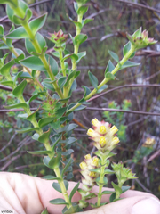 Penaea cneorum ruscifolia