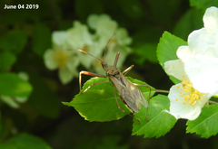 Epidaus tuberosus