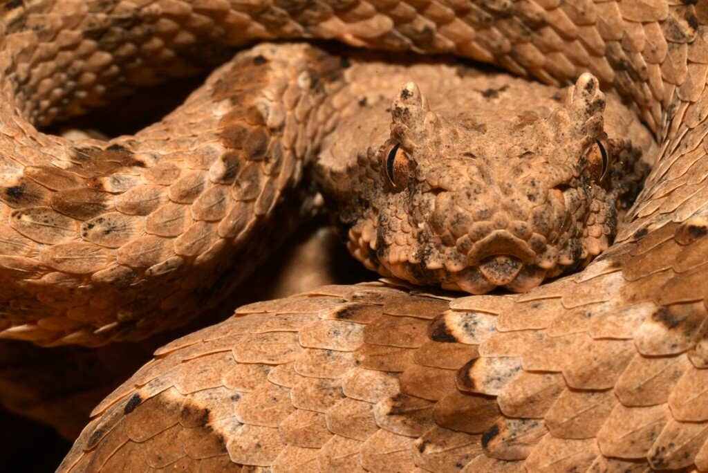 Field's Horned Viper