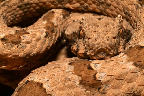 Field's Horned Viper