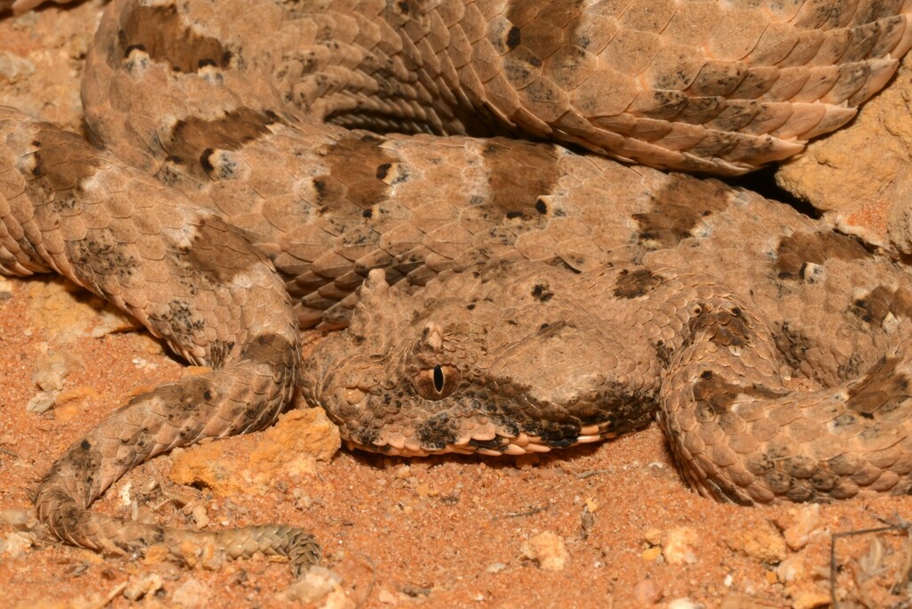 Field's Horned Viper