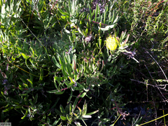 Leucospermum gracile
