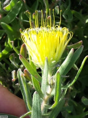 Leucospermum gracile