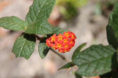Panama-rose (Rondeletia odorata)