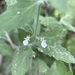 Teucrium melissoides - Photo (c) Arya Aras, some rights reserved (CC BY-NC), uploaded by Arya Aras