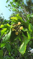 Cordia superba