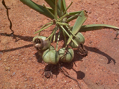 Albuca image