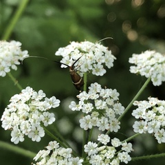 Adela australis