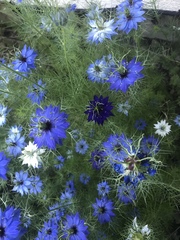 Nigella