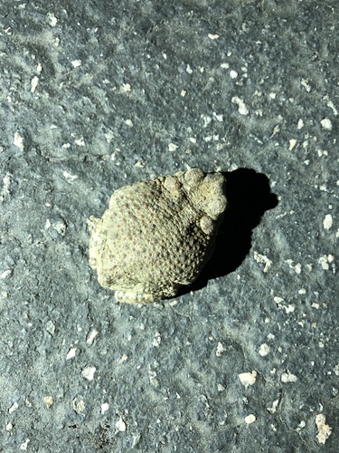 iNaturalist observation photo of Red-spotted Toad