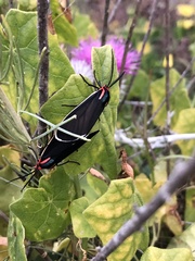 Ctenucha multifaria