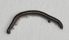 Uroblaniulus idahoanus