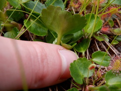 Halerpestes cymbalaria