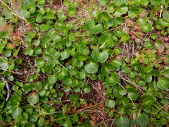 Halerpestes cymbalaria
