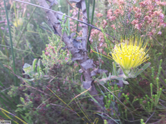 Leucospermum gracile