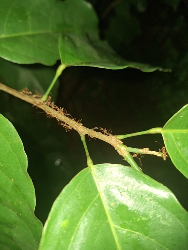 African Weaver Ant