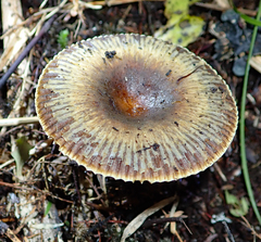Russula acrolamellata