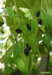 Gastrolina thoracica