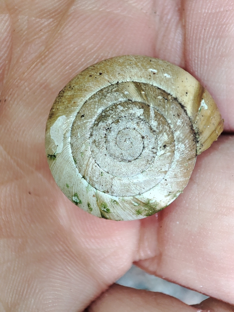 Aegopis croaticus