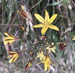 Triteleia ixioides ixioides