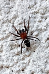 Titanoeca quadriguttata