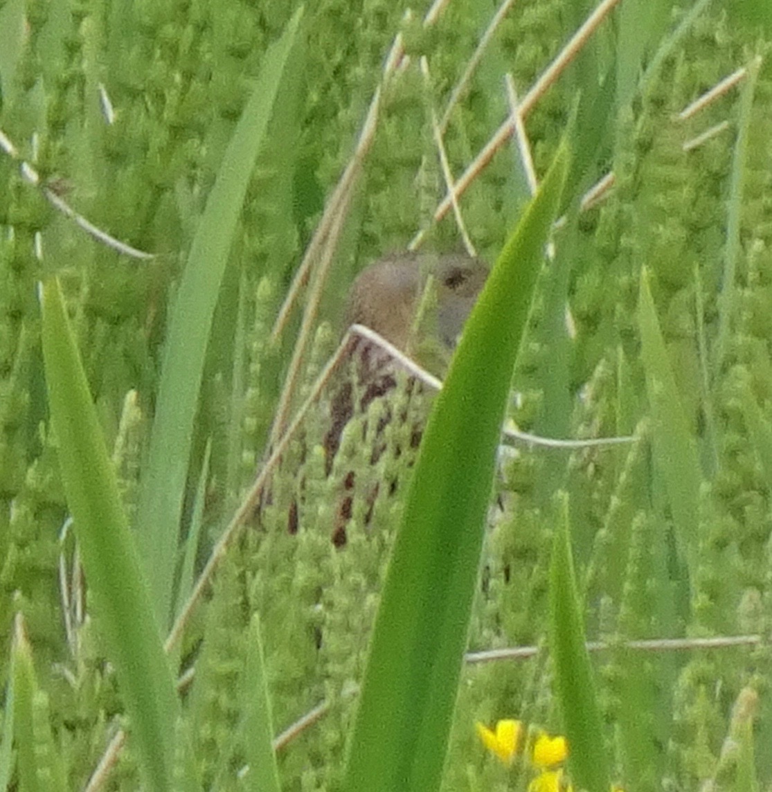 Corn Crake