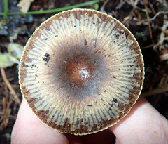 Russula acrolamellata