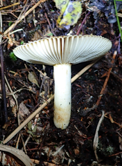 Russula acrolamellata