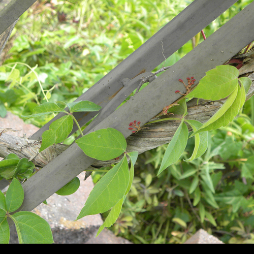 Parthenocissus quinquefolia