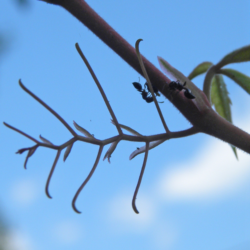 Parthenocissus quinquefolia