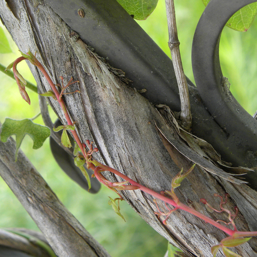 Parthenocissus quinquefolia