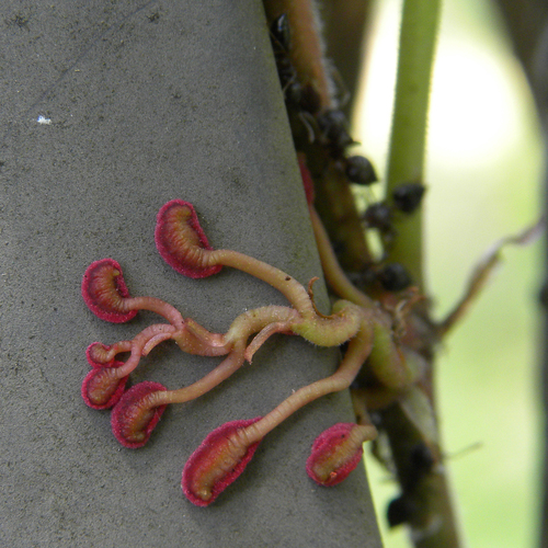 Parthenocissus quinquefolia