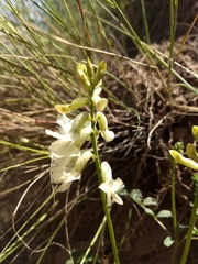 Astragalus curvicarpus