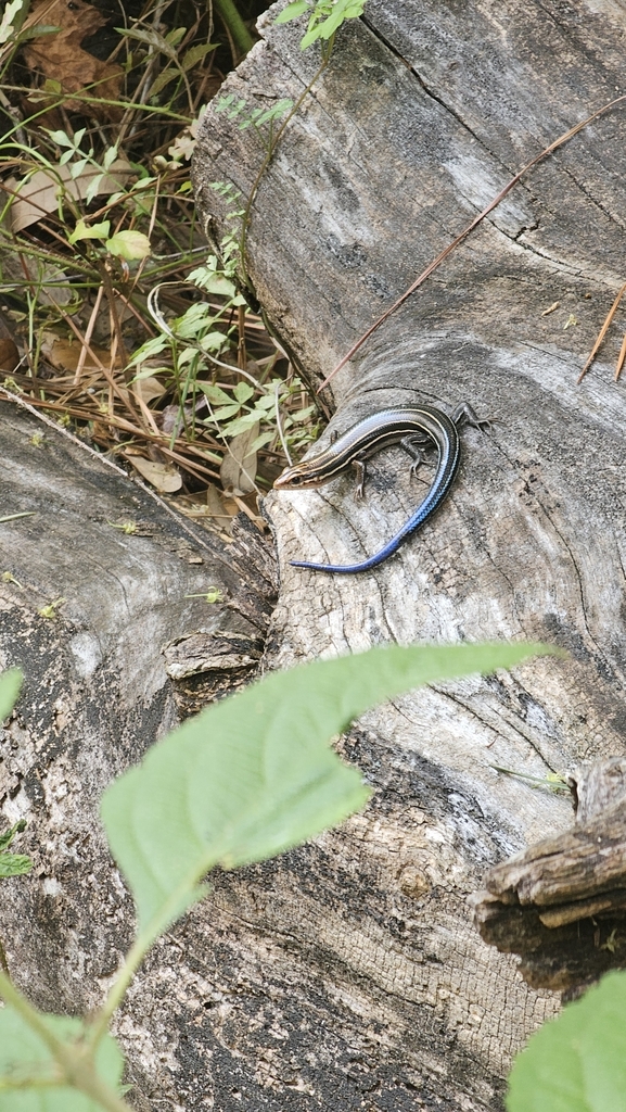 Southeastern Five-lined Skink from Manteo, NC 27954, USA on July 20 ...