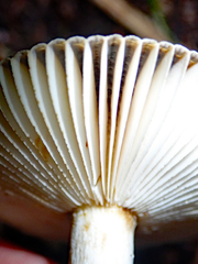 Russula acrolamellata