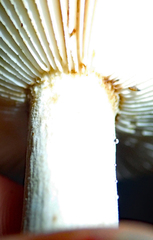 Russula acrolamellata