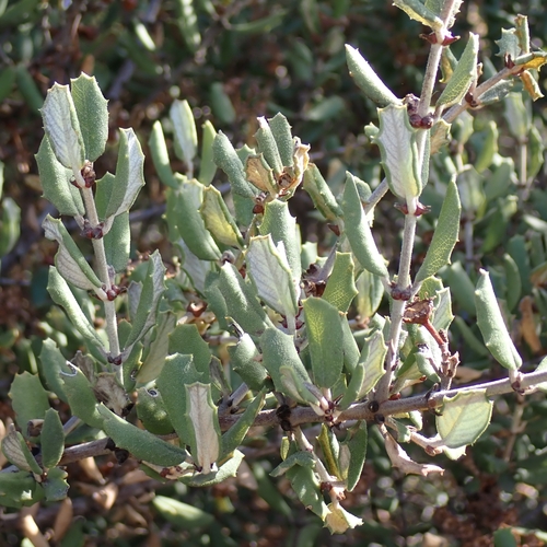 Hoary Leaved Ceanothus foliage