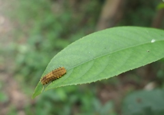 Eterusia aedea formosana