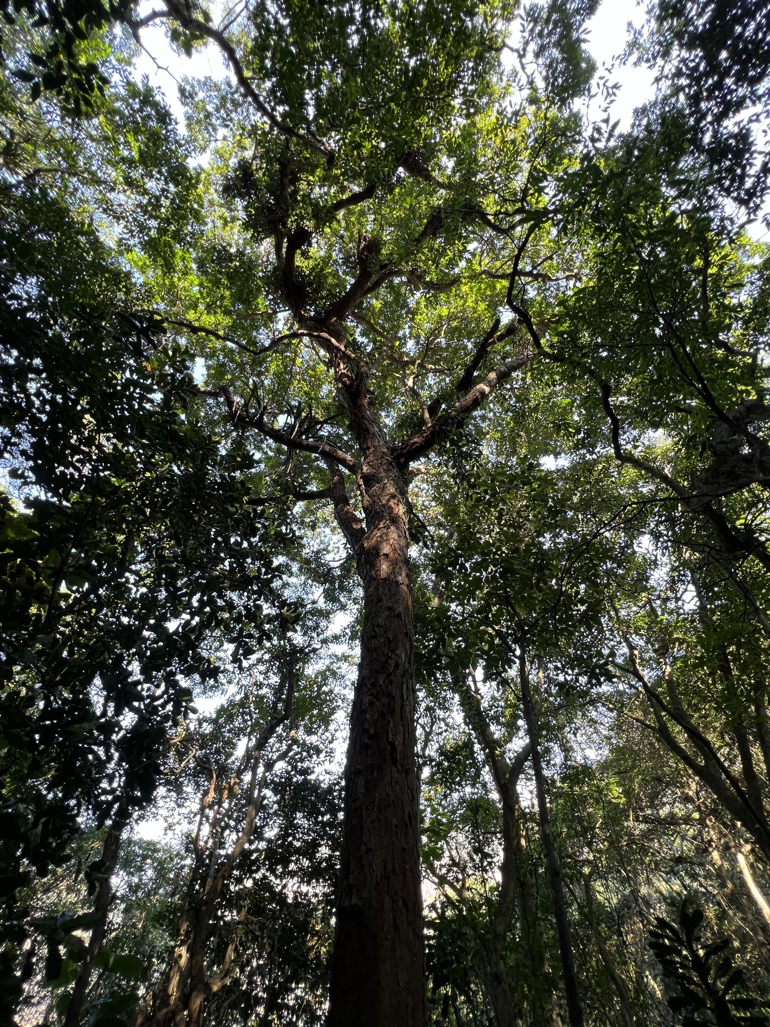 Imagem de Pau-brasil