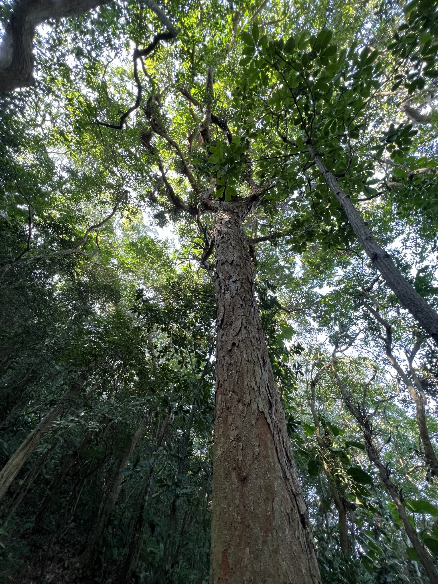 Imagem de Pau-brasil