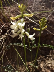 Astragalus curvicarpus