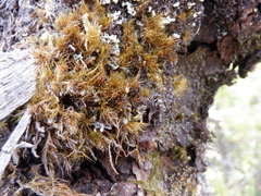 Ulota obtusiuscula