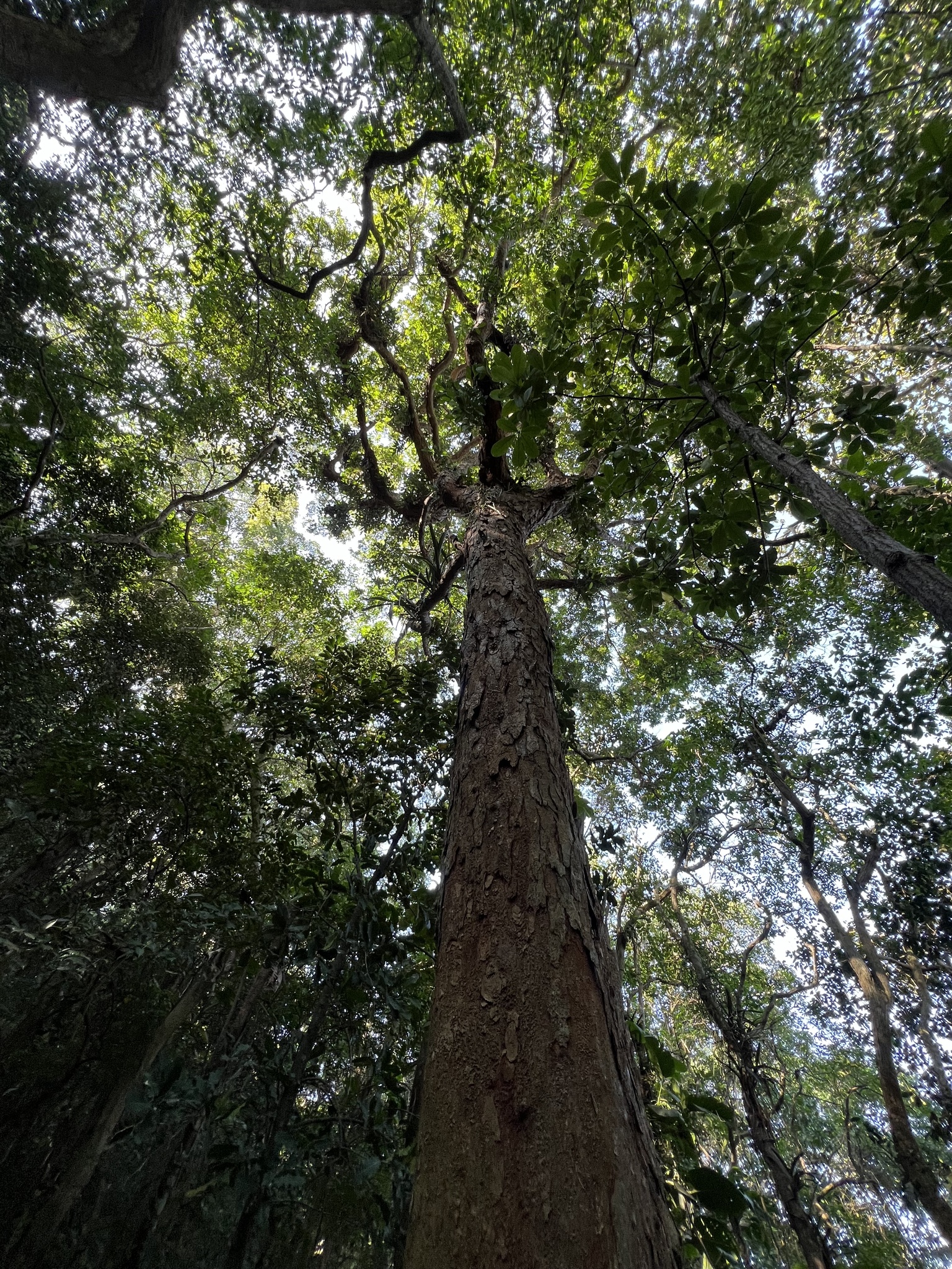 Imagem de Pau-brasil