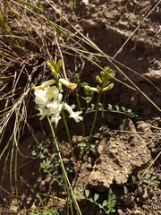 Astragalus curvicarpus