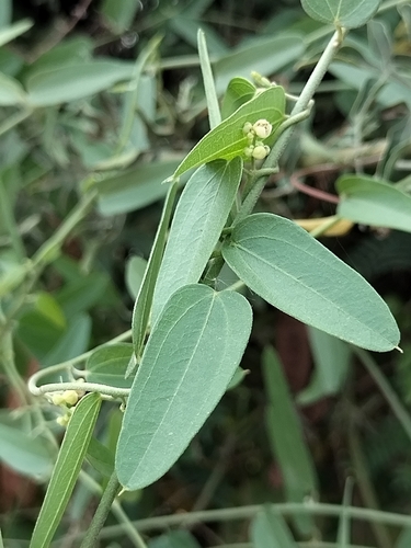 Image of Nephroia diversifolia by no rights reserved