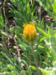 Leucospermum gracile