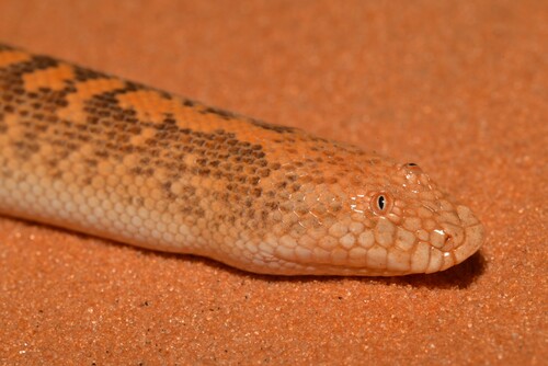 Arabian Sand Boa, Eryx jayakari